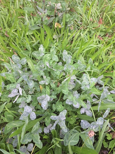 Clover Powdery Mildew