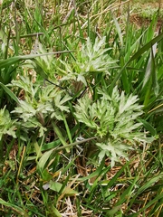 Artemisia vulgaris kamtschatica