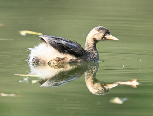 Little Grebe