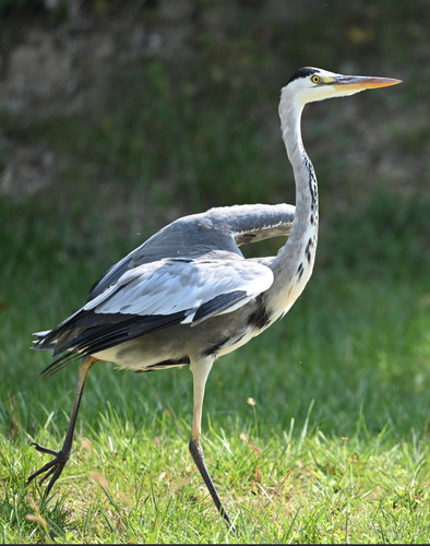 Grey Heron