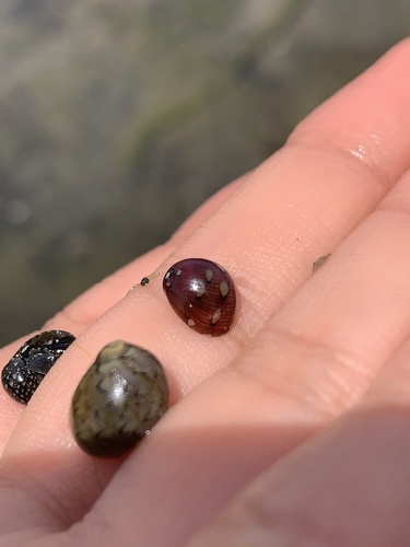 Neritina virginea observed 2026-09-18