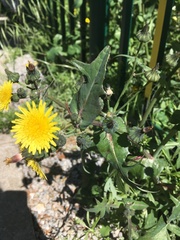Sonchus oleraceus