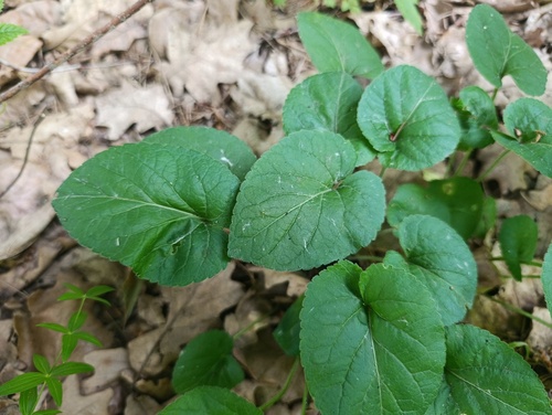 Viola hirta, photograph 4