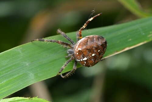 Cross Orbweaver