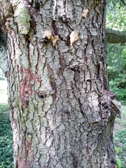 Cedrus atlantica