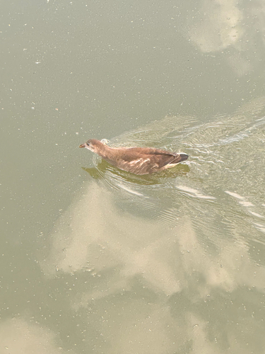 Eurasian Moorhen