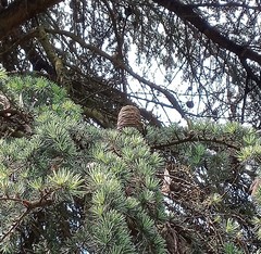 Cedrus atlantica