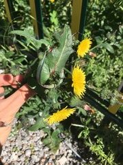 Sonchus oleraceus