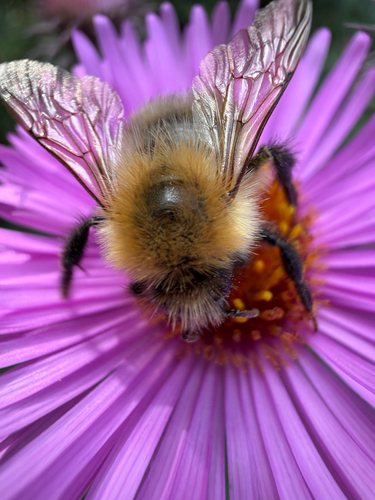 Common Carder Bumble Bee