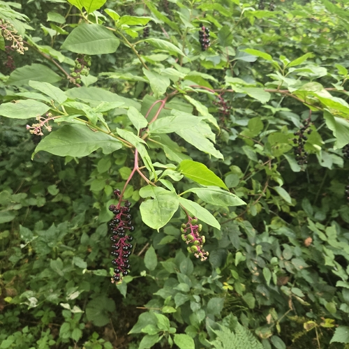 American pokeweed