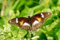 Hypolimnas bolina