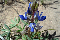 Lupinus pusillus intermontanus