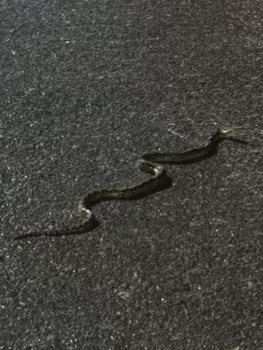 Reticulated Python