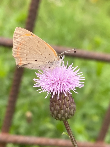 Small Copper