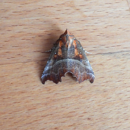 Herald Moth