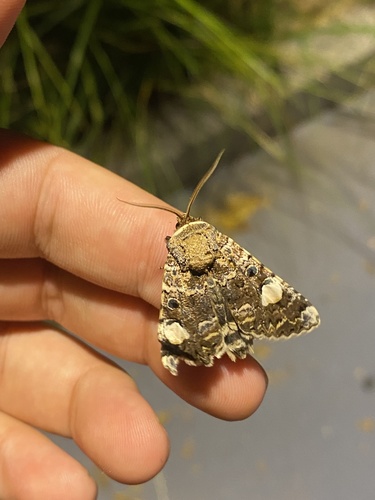 Oxytripia orbiculosa