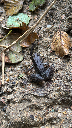 European Common Frog
