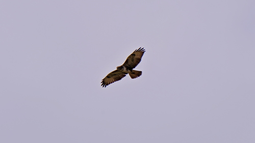 Common Buzzard