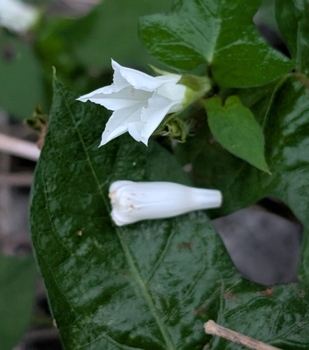 White Morning-glory