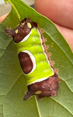 Saddleback Caterpillar Moth