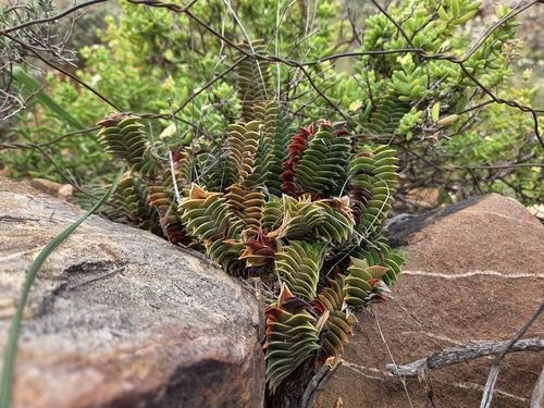 Haworthiopsis viscosa