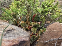 Haworthiopsis viscosa
