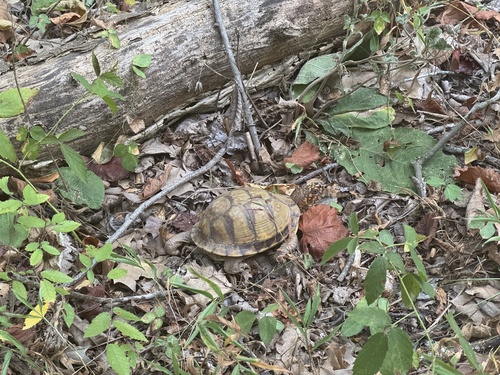 Three-toed Box Turtle
