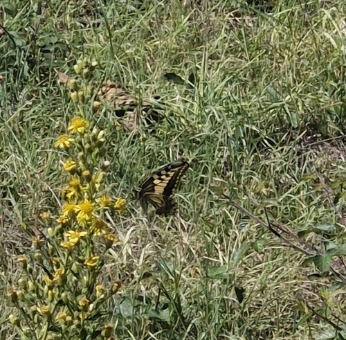 Old World Swallowtail
