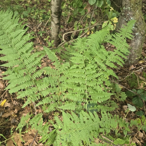 hay-scented fern