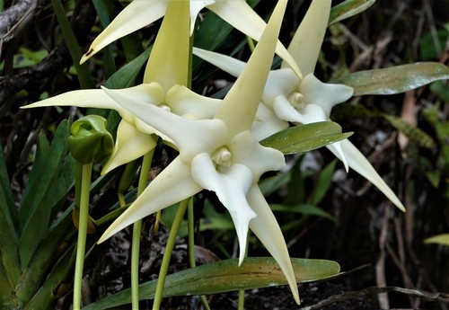 Darwin's orchid