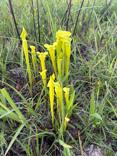 yellow pitcher plant
