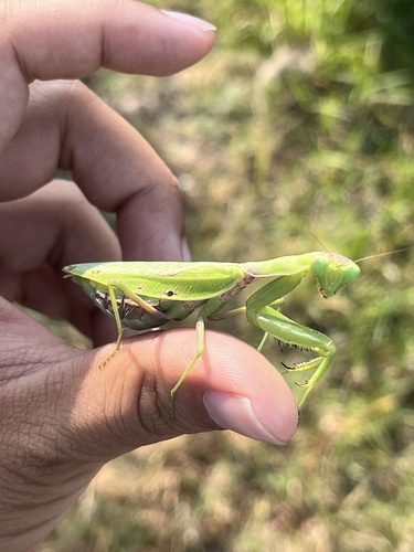 Giant Asian Mantis
