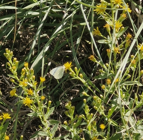 Small White