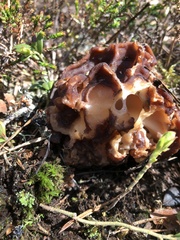 Gyromitra gigas