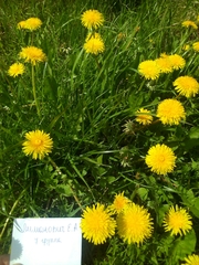 Taraxacum officinale