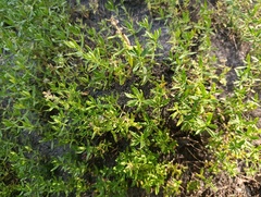 Thymus pannonicus, photograph (c) Мирослав Соболев, some rights reserved (CC BY)