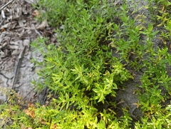 Thymus pannonicus, photograph (c) Мирослав Соболев, some rights reserved (CC BY)