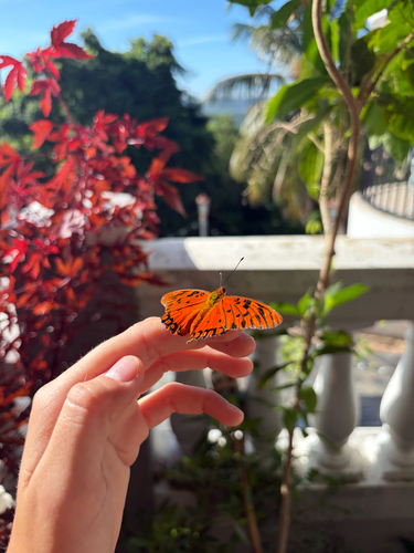 Gulf Fritillary