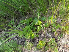 Viola mirabilis