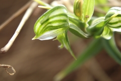 Pterostylis vittata