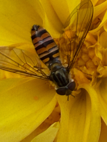 Marmalade Hover Fly