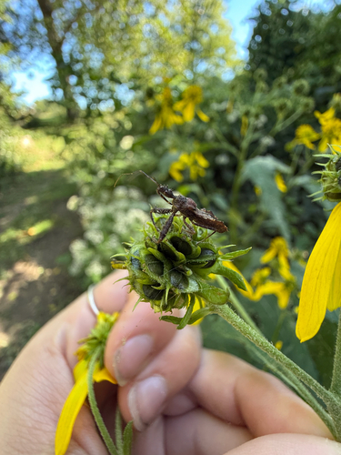 Spiny Assassin Bug