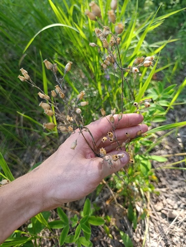 Silene nutans, photograph 3
