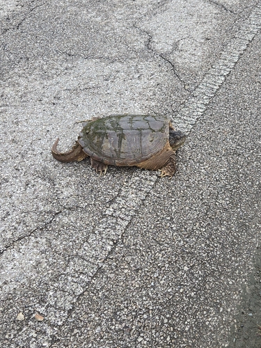 Common Snapping Turtle