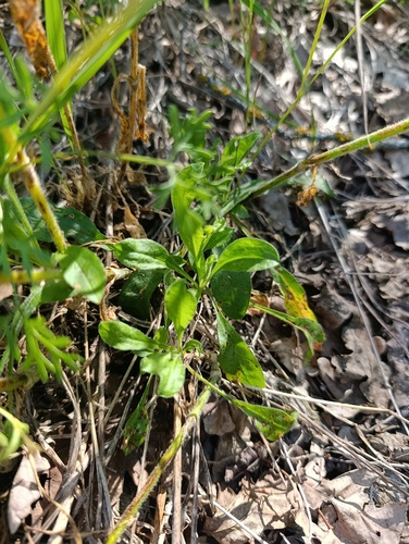 Silene nutans, photograph 4