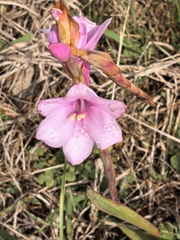 Watsonia laccata
