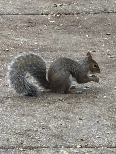 Eastern Gray Squirrel