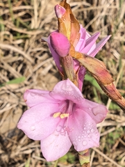 Watsonia laccata, photograph author not stated, no rights reserved
