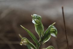 Pterostylis vittata