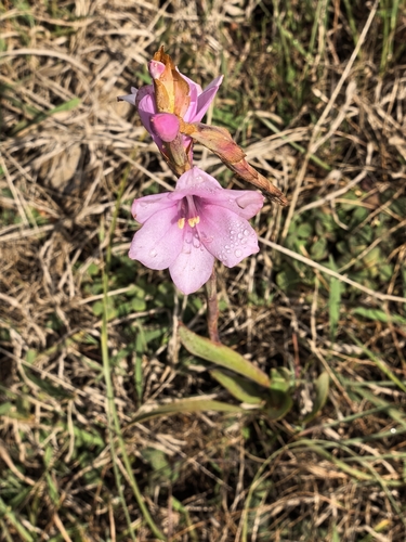 Watsonia laccata, photograph 3